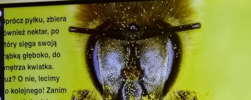 Dzień pszczół - lekcja biblioteczna 09.05.2023